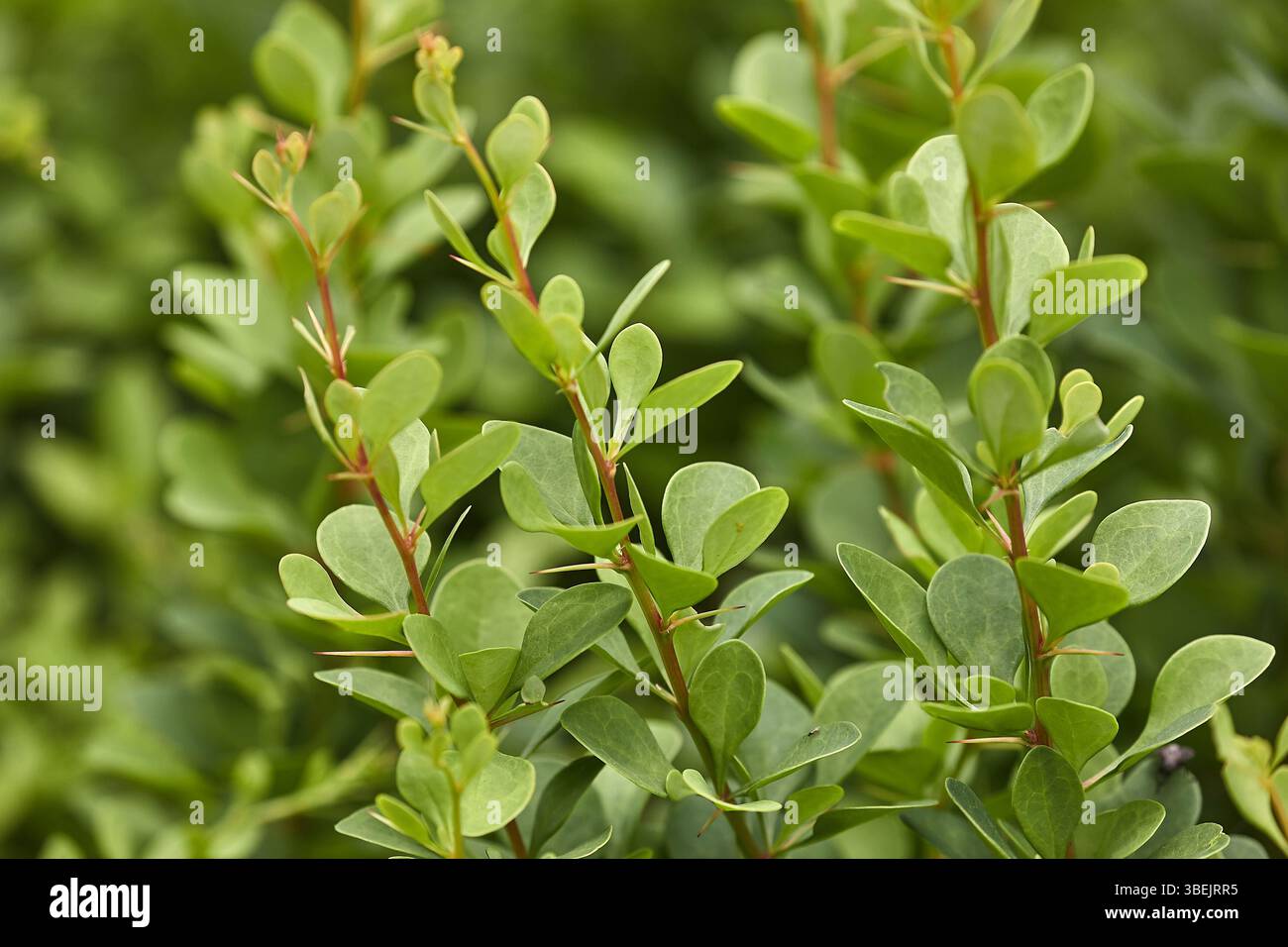 Piccoli arbusti foglie dettaglio pianta Foto Stock