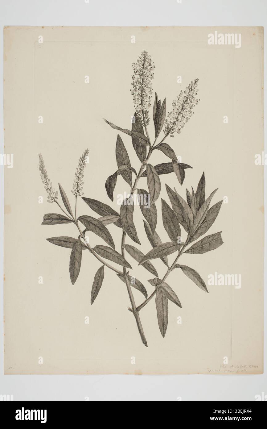 Questa incisione di Sydney Parkinson illustra *Hebe salicifolia*, un esemplare botanico raccolto durante il viaggio del Mare del Sud del 1768-1771 a bordo della *Endeavour*, guidata da Joseph Banks e Daniel Solander. Foto Stock