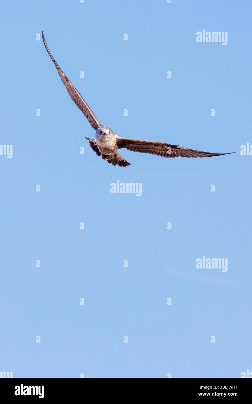 Volo di gabbiano immaturo, Cardiff Bay, Galles, Regno Unito Foto Stock
