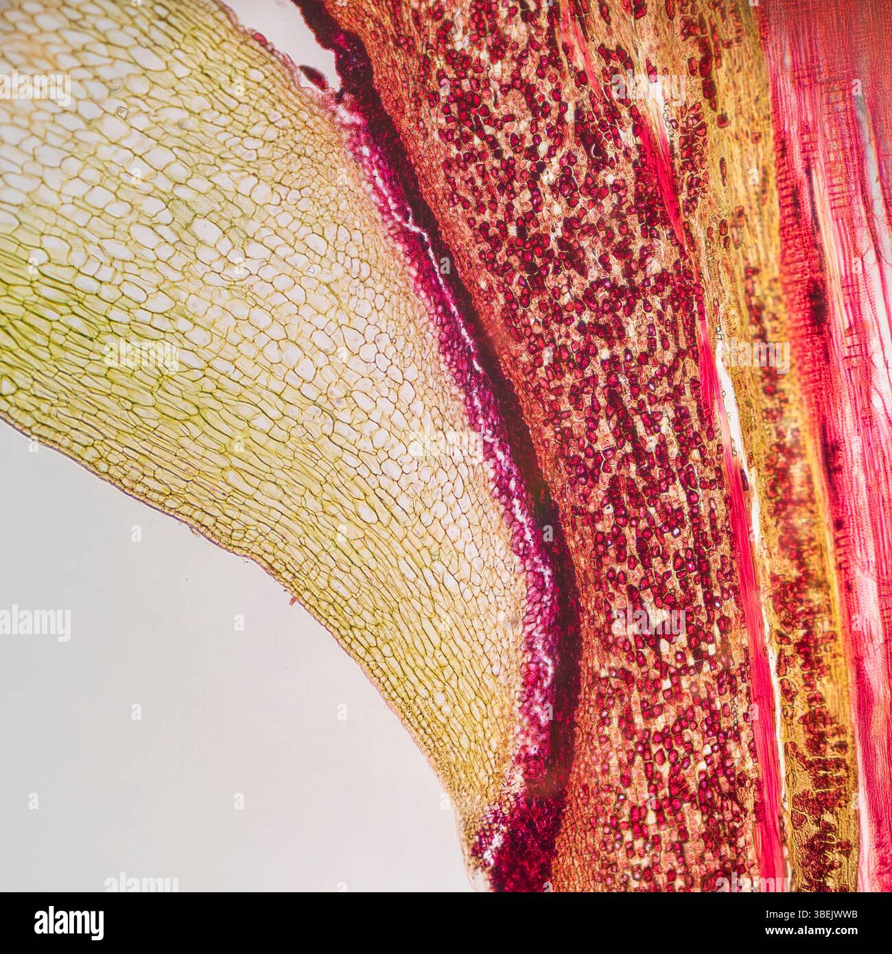 Strato di abscissione delle foglie, dettaglio microscopio, sezione x100 Foto Stock