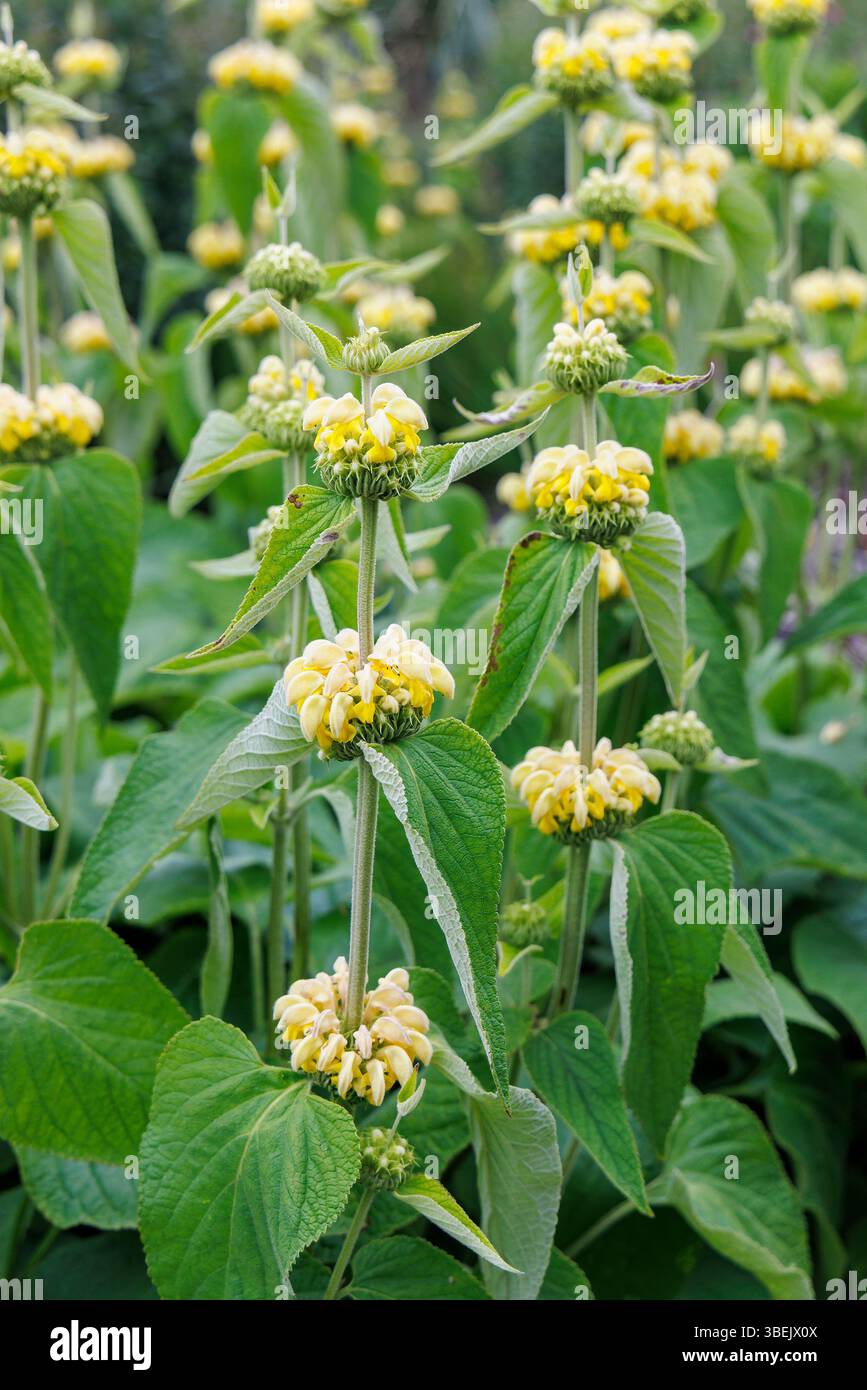 Phlomis russeliana, fiore di giardino perenne Foto Stock