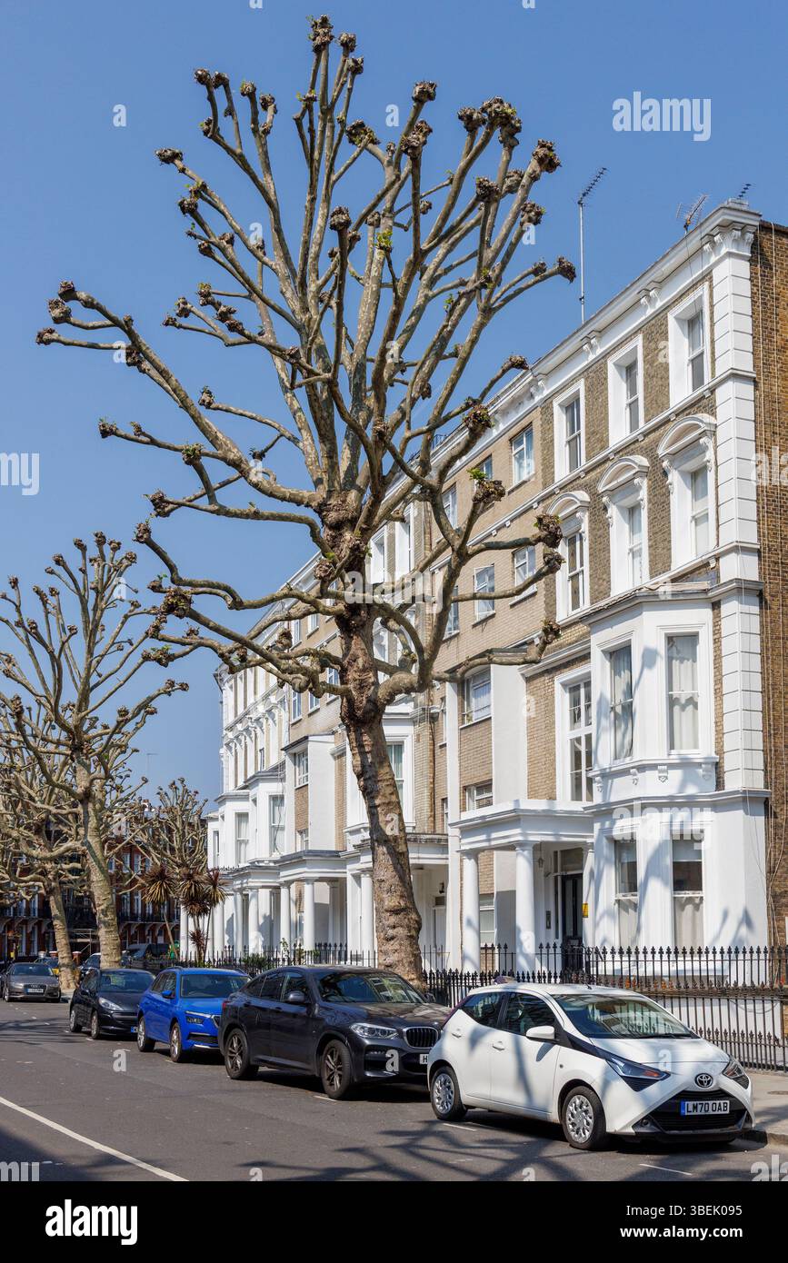 Auto parcheggiate in strada con Pollarded London Plane Trees, Philbeach Gardens, Earl's Court, Kensington, Londra, Inghilterra, Regno Unito Foto Stock