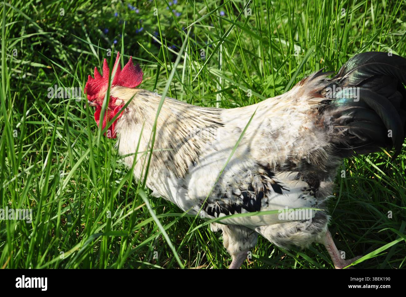Il gallo che gira libero nell'erba in Savoia Foto Stock