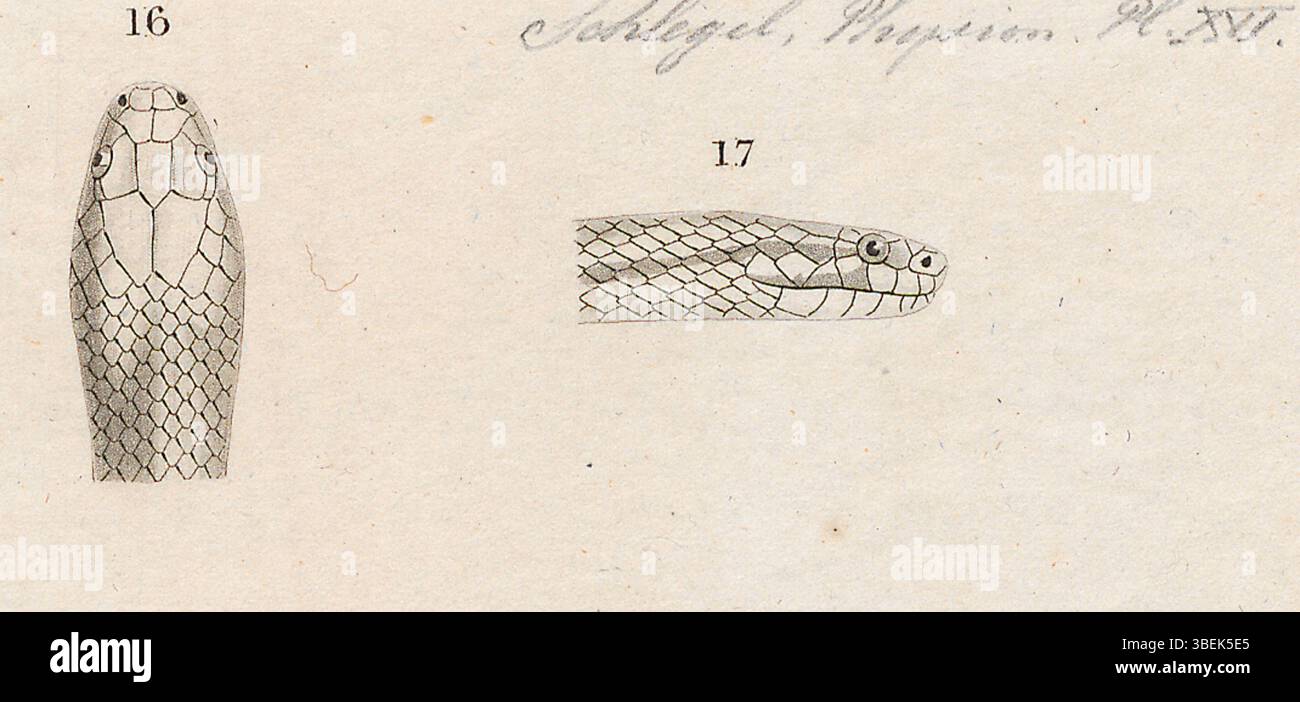 Questa stampa del 1837 mostra la testa di Elaps mulleri, una specie di serpente. La stampa fa parte dell'Iconographia Zoologica, una collezione zoologica che documenta le specie animali. Foto Stock