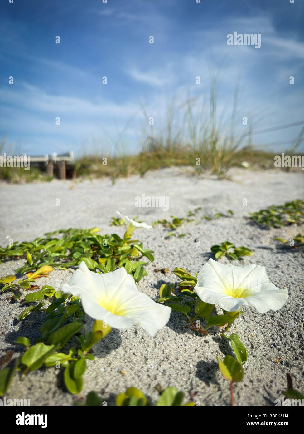 Fiori bianchi di gloria mattutina che fioriscono nella sabbia della spiaggia sotto il cielo azzurro con luce soffusa e consistenza costiera. - Immagine stock catturata con smartphone