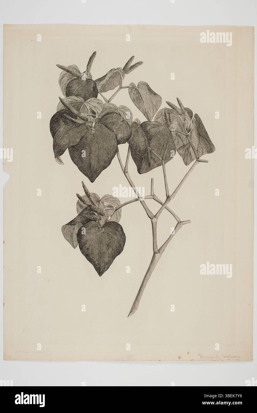 Questa incisione di Sydney Parkinson raffigura l'esemplare botanico *Macropiper excelsum*, raccolto durante il viaggio dell'Endeavour (1768-1771). L’illustrazione mostra le caratteristiche peculiari dello stabilimento. Foto Stock