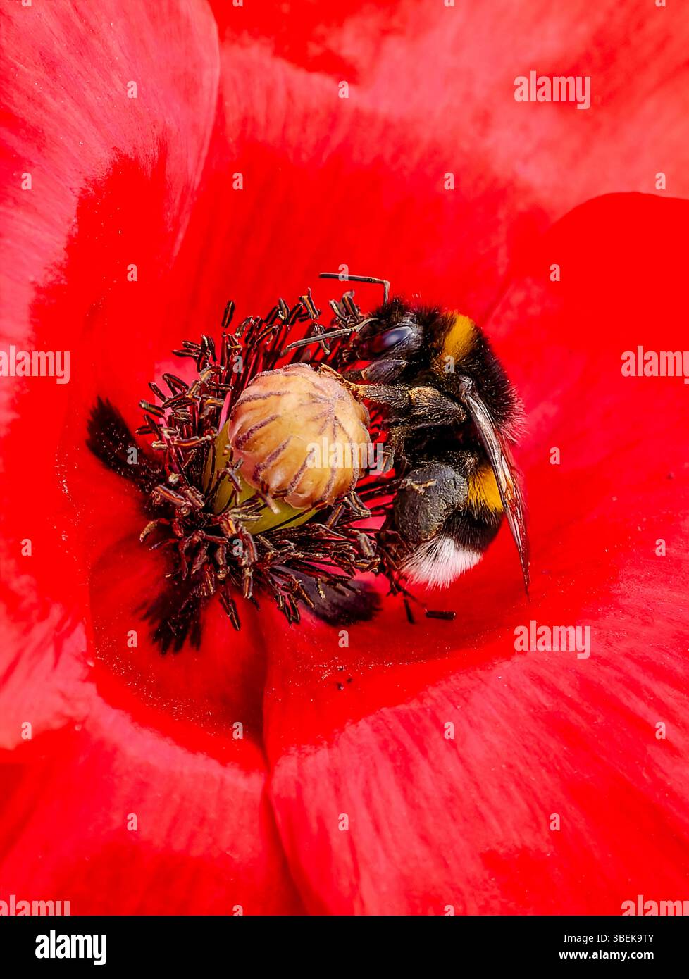 Primo piano di un Bumblebee che impollina un Fiore Poppy Rosso. Una straordinaria prospettiva macro delle interazioni della natura. Fotografia di scorta in formato verticale Foto Stock