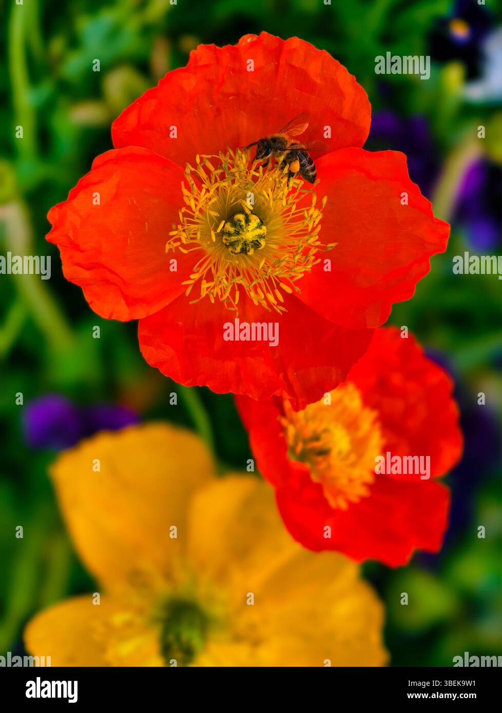 Straordinari fiori di papavero arancioni con un'ape. Un'accattivante esposizione floreale in un giardino colorato. Sfondo natura formato verticale Foto Stock
