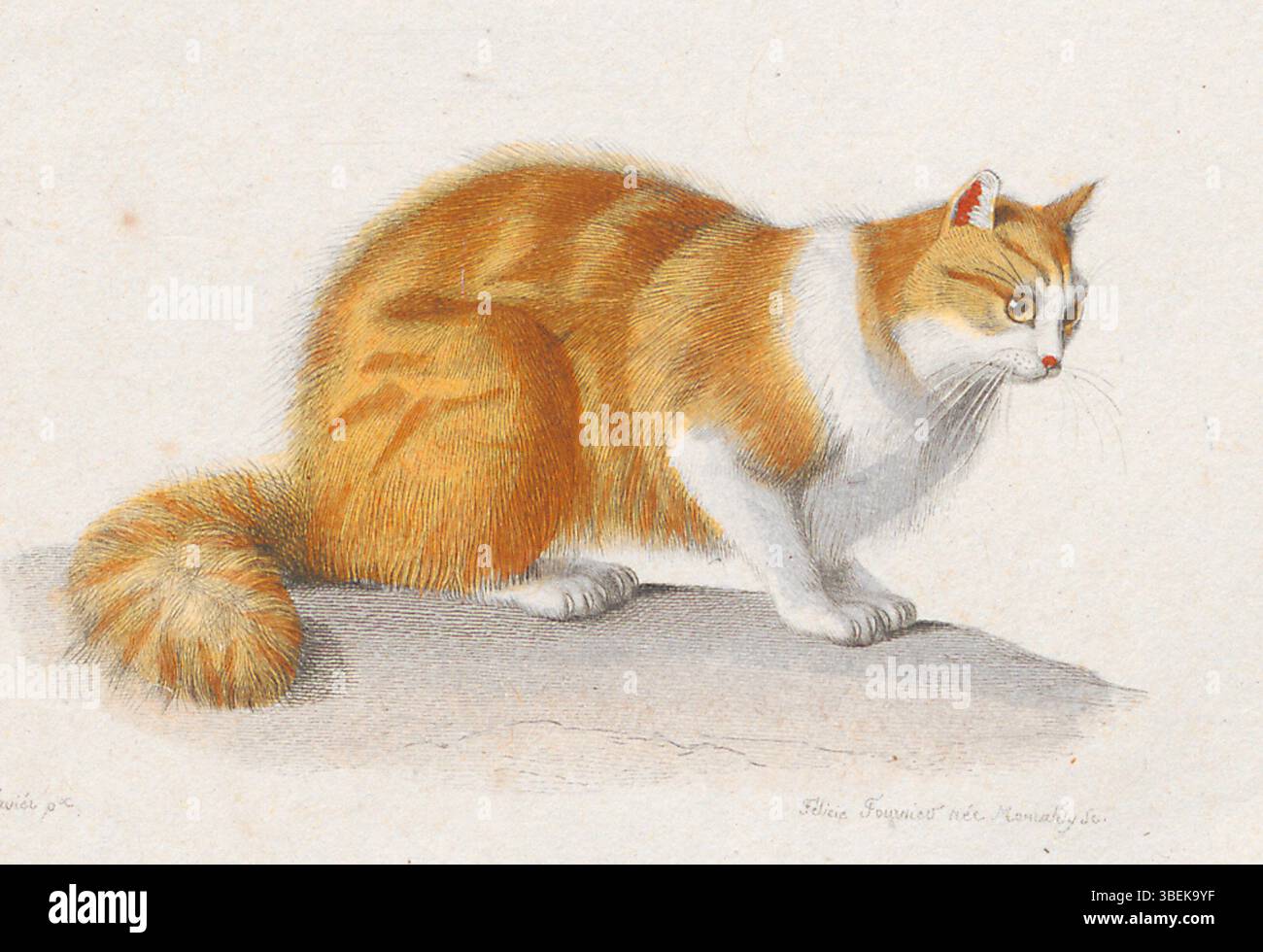 Questa versione ritagliata della stampa Felis catus, creata tra il 1822 e il 1831 da E. Traviéz e Felicie Fourniev-Monraldy, raffigura il wildcat europeo. Fa parte della serie "Iconographia Zoologica", che mette in evidenza le caratteristiche naturali del wildcat. Foto Stock
