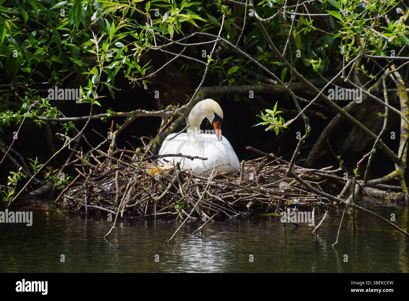 Londra, Inghilterra, Regno Unito. 29 maggio 2025. Un cigno muta nidifica a St James's Park nel centro di Londra. (Credit Image: © Vuk Valcic/ZUMA Press Wire) SOLO PER USO EDITORIALE! Non per USO commerciale! Foto Stock