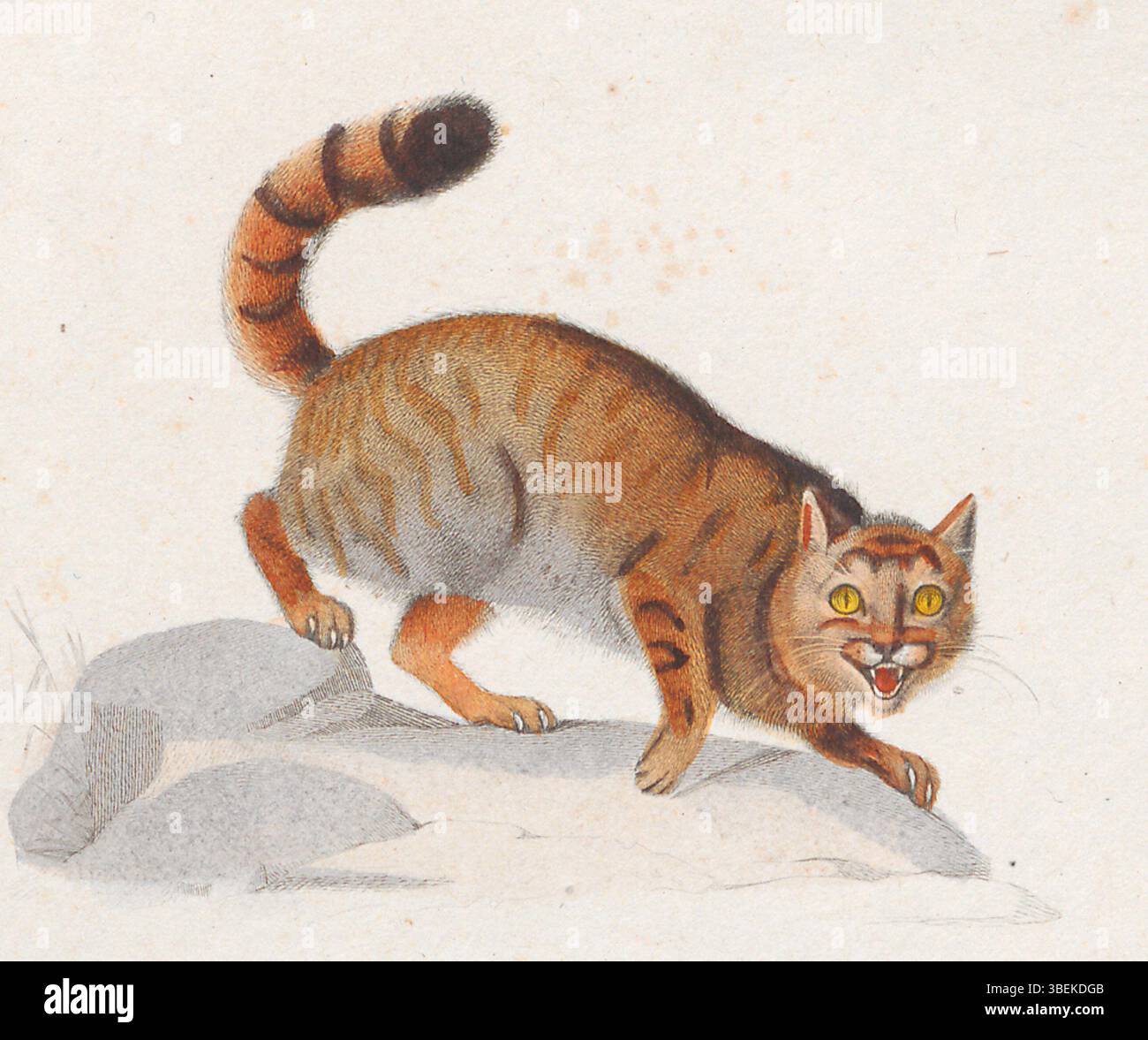 Questa stampa di Felis catus, creata tra il 1822 e il 1831 da E. Traviéz e Felicie Fourniev-Monraldy, raffigura il gatto selvatico europeo. L'immagine fa parte della serie "Iconographia Zoologica", che mostra accurate illustrazioni animali. Foto Stock