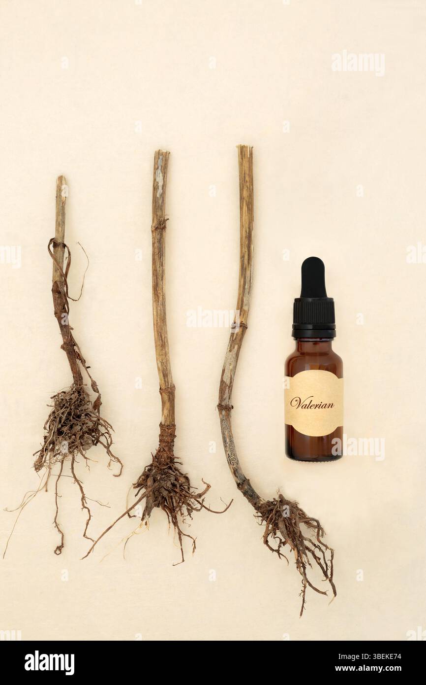 Radice di erbe valeriana erboristeria, bottiglia di olio essenziale su sfondo di carta di canapa. Usato per trattare l'insonnia, lo stress, l'ansia, la salute digestiva. Foto Stock