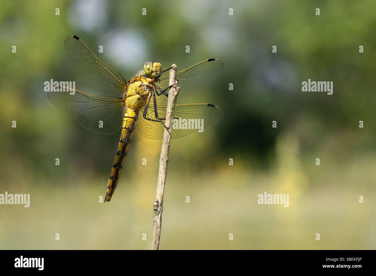 Orthetrum cancellatum – Skimmer dalla coda nera appoggiato su una pietra. L'addome blu del maschio contrasta con lo sfondo caldo e terroso. Foto Stock