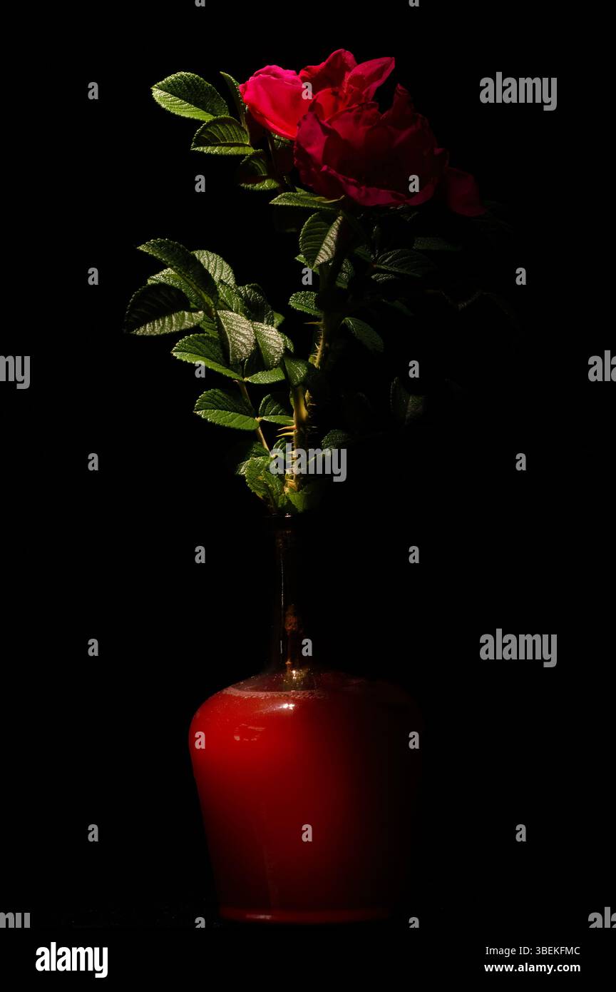 Rosa rossa in vaso: Una rosa cremisi che si illumina delicatamente su uno sfondo scuro. Semplicità ed eleganza. Foto Stock