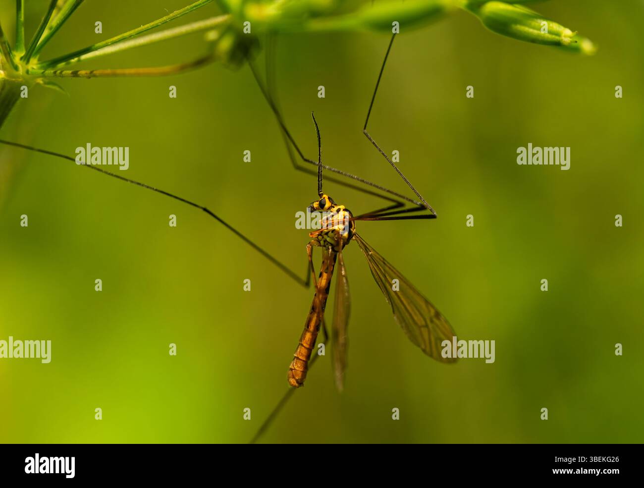 Nephrotoma flavescens – delicata mosca della gru che riposa su una foglia alla luce del mattino. Le lunghe gambe e le antenne creano un'eleganza grafica. Foto Stock
