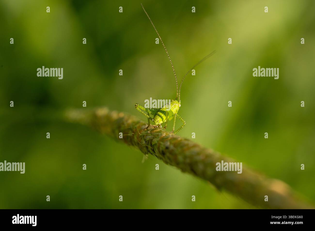 Leptophyes punctatissima – Un delicato cespuglio-cricket, nascosto nel verde del fogliame. Il suo corpo era pieno di piccoli punti, appena visibili in natura. Foto Stock