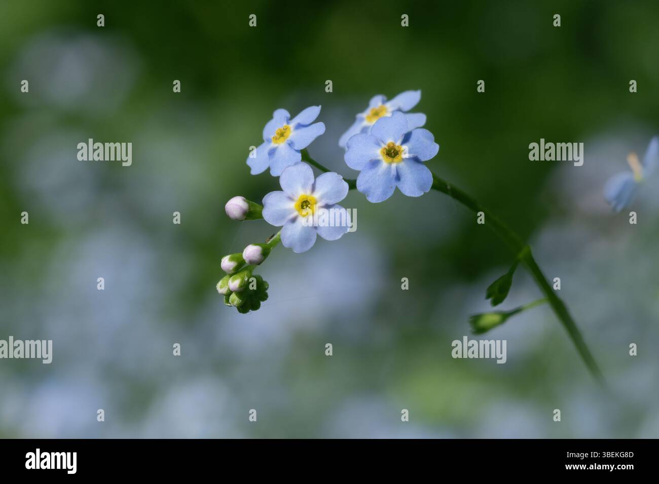 Non dimenticare: Un delicato Forget-me-Not blu in piena fioritura, su sfondo verde sfocato. Una sinfonia di sottigliezza e grazia. Foto Stock