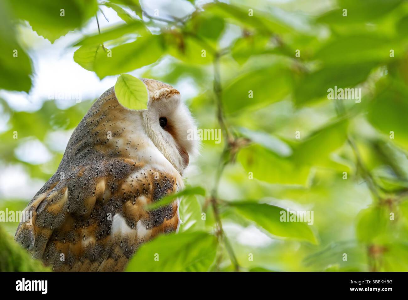Baracca, Tyto alba, nascosta in un albero, con sfondo fogliato luminoso e spazio per il testo. Foto Stock