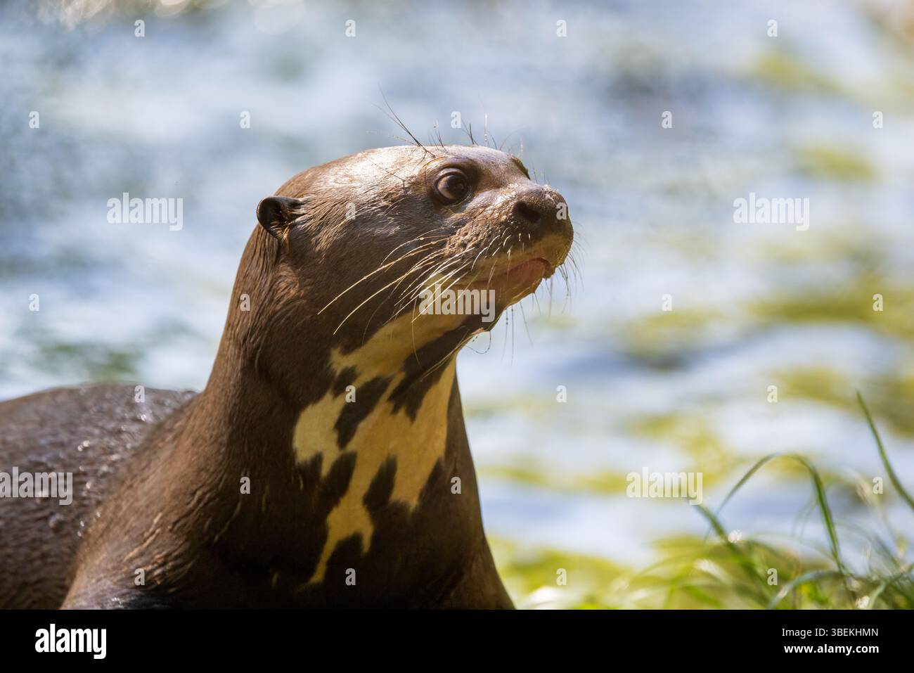 Lontra gigante di fiume per adulti, Pteronura brasiliensis, un mammifero carnivoro sudamericano. È la più grande specie di lontra ed è in pericolo in natura. Foto Stock