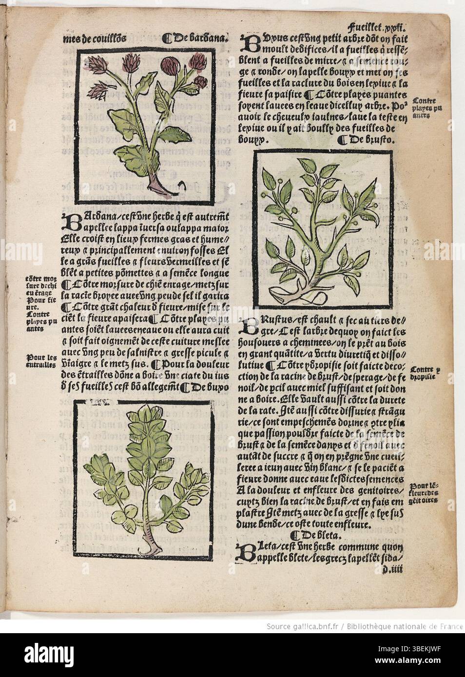 Questa pagina di *le Grant Herbier en francoys* (1514-1542), f.022r, presenta intricate illustrazioni botaniche di piante, concentrandosi sul loro utilizzo sia nella medicina che nella vita quotidiana durante il Rinascimento. Foto Stock