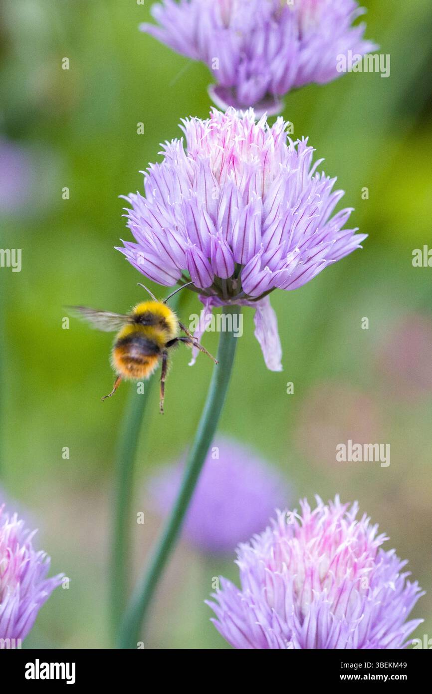 un bumblebee che vola presto sulla fioritura rosa di erba cipollina alla luce del sole e sfondo sfocato verde Foto Stock