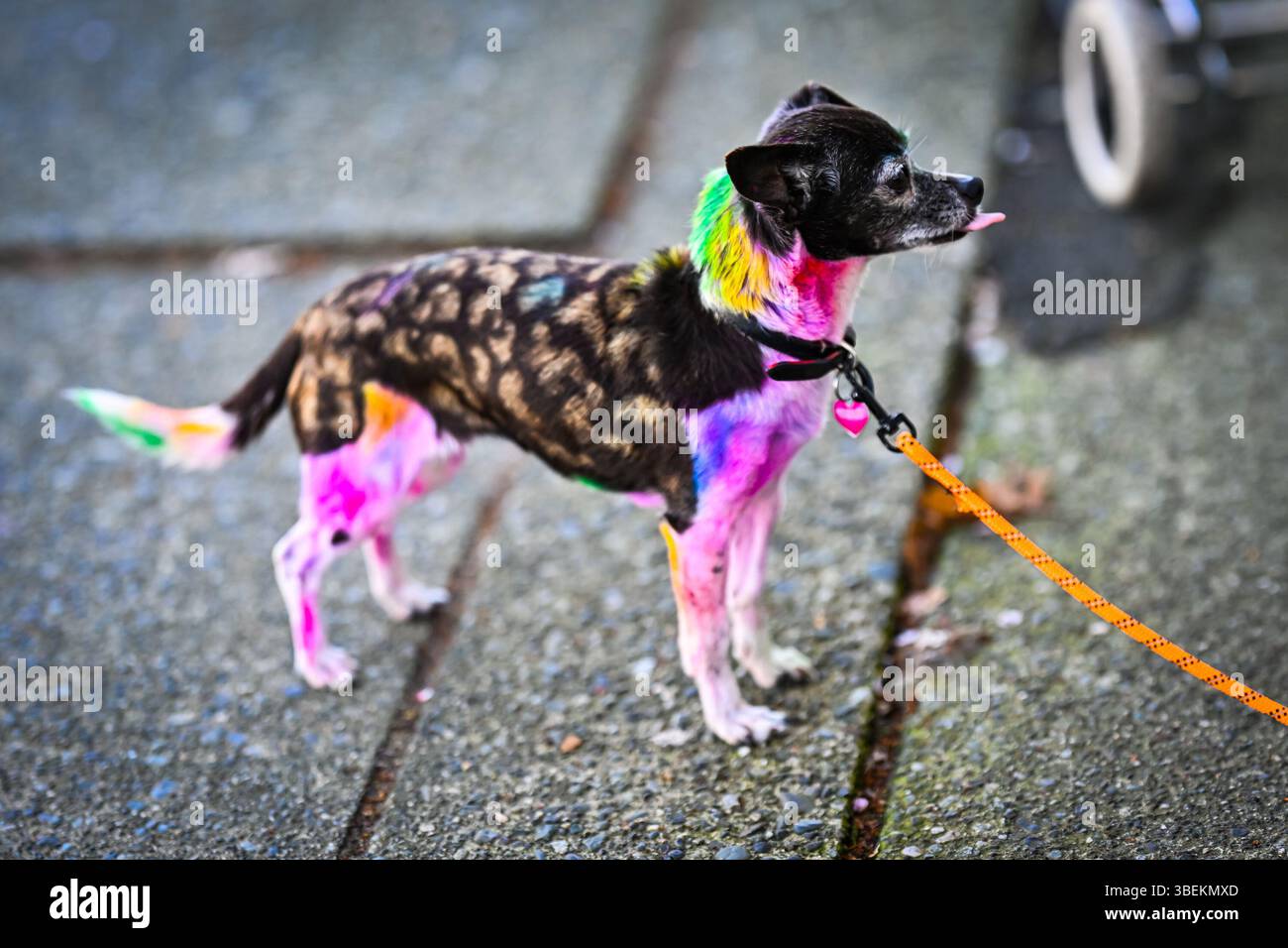cane colorato multicolore Foto Stock