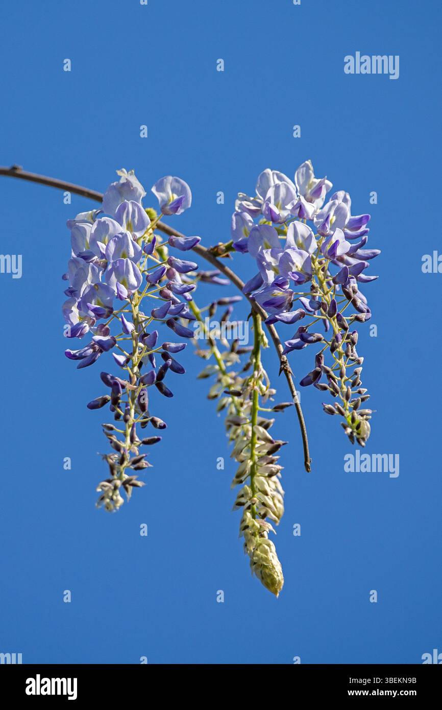 I fasci di torbiere viola fioriscono contro un cielo blu Foto Stock