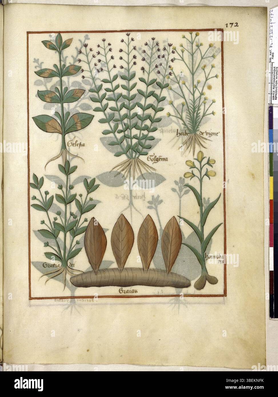 Folio 172r del BnF francese 12322, risalente all'inizio del XVI secolo (1520-1530), è un manoscritto storico che fornisce una preziosa testimonianza del patrimonio intellettuale e culturale della Francia rinascimentale. Foto Stock