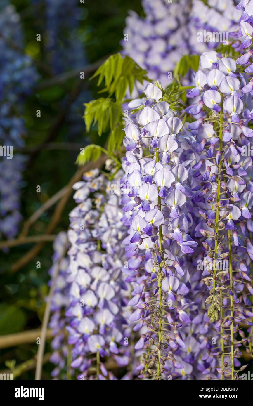 Vista del fascio sospeso di fiori viola della Wisteria alla luce del sole Foto Stock