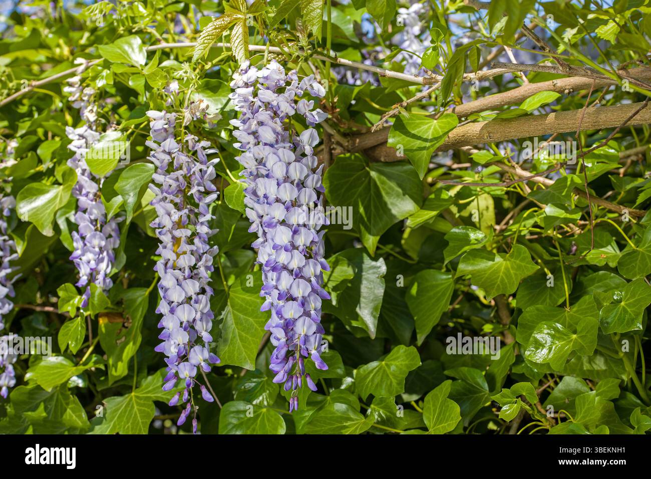 Vista del fascio sospeso di fiori viola della Wisteria alla luce del sole Foto Stock