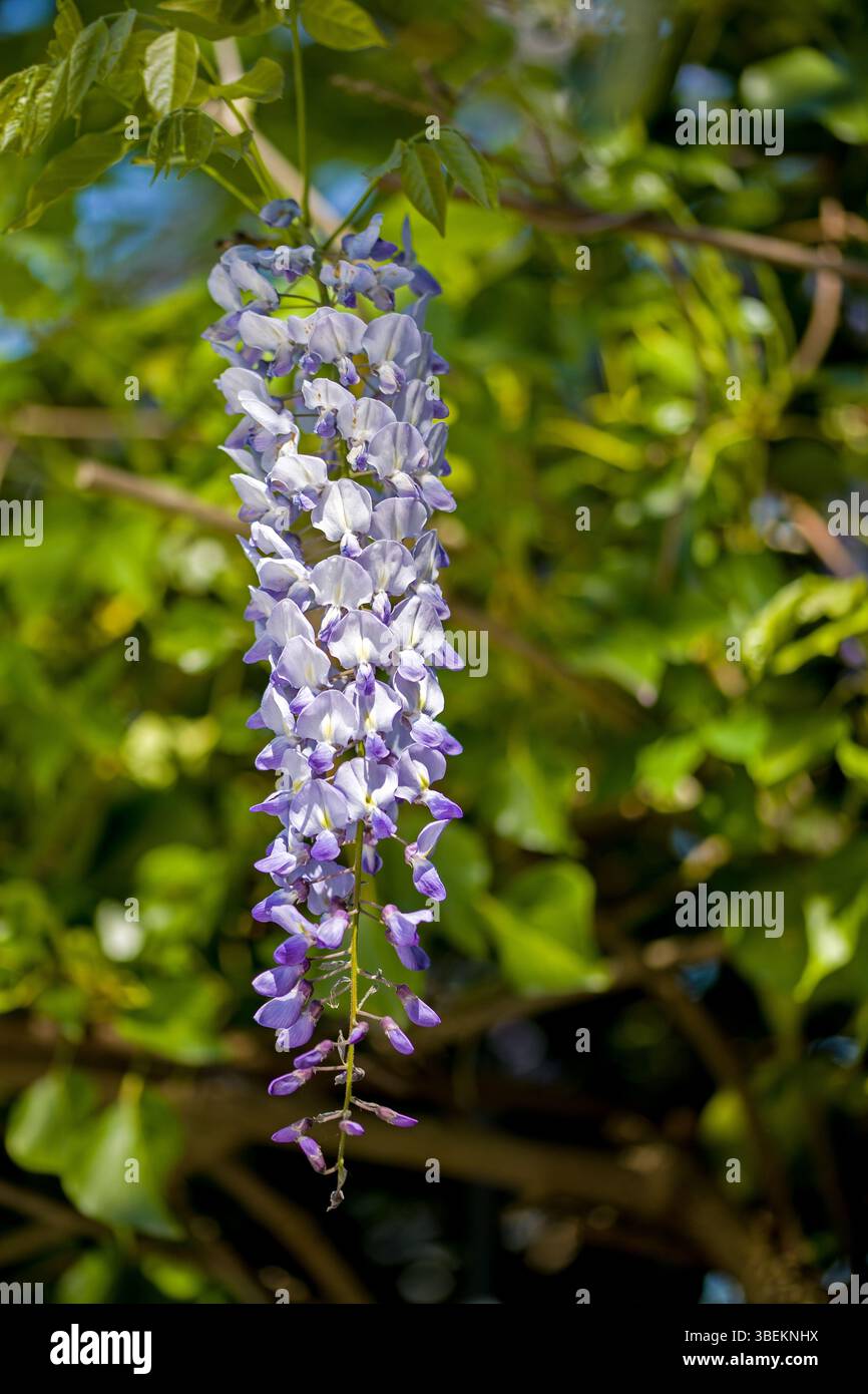 Vista del fascio sospeso di fiori viola della Wisteria alla luce del sole Foto Stock