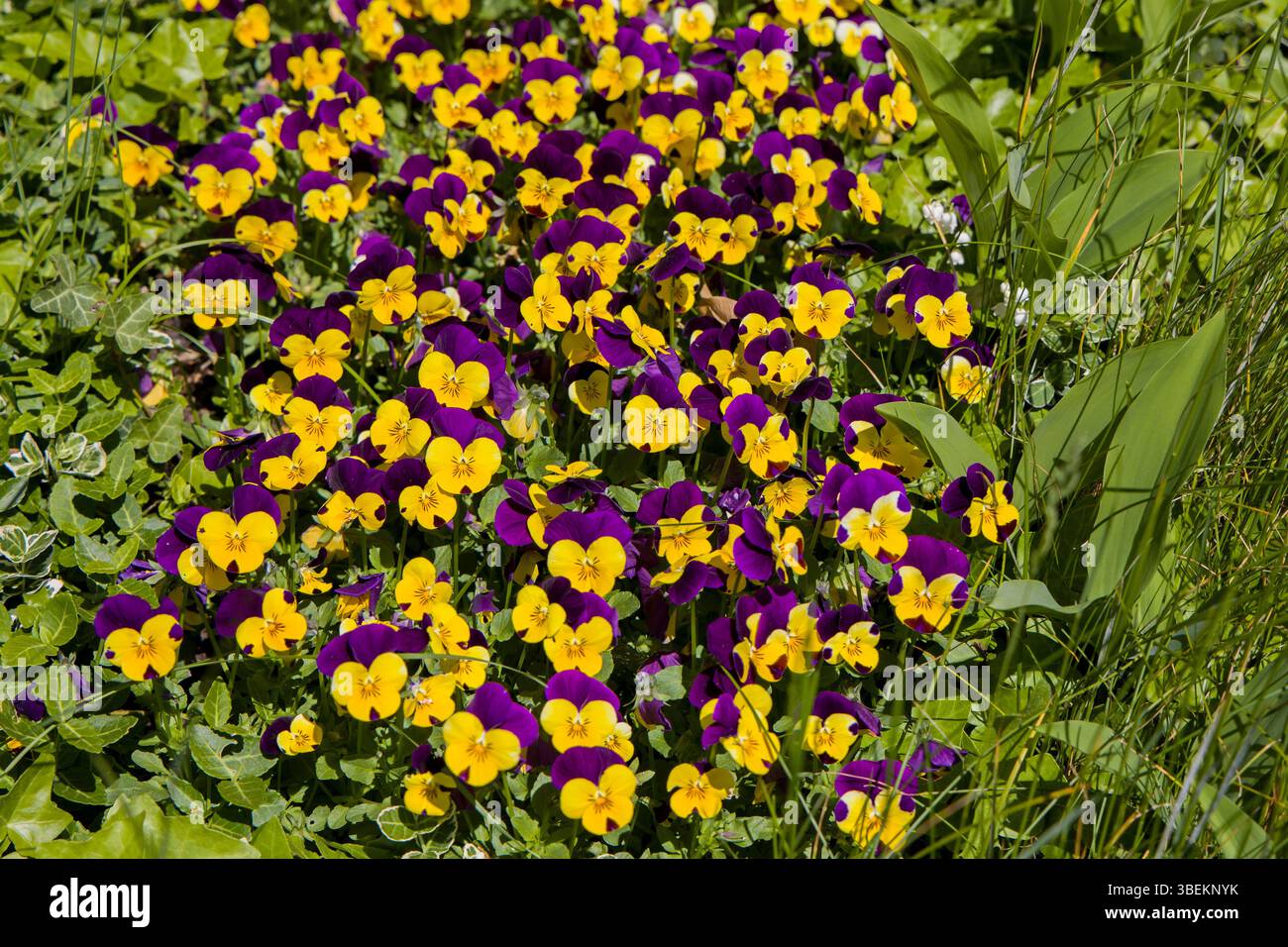 un'aiuola di molte fioriture giallo-viola di jack-jump-up-and-kiss-me alla luce del sole Foto Stock