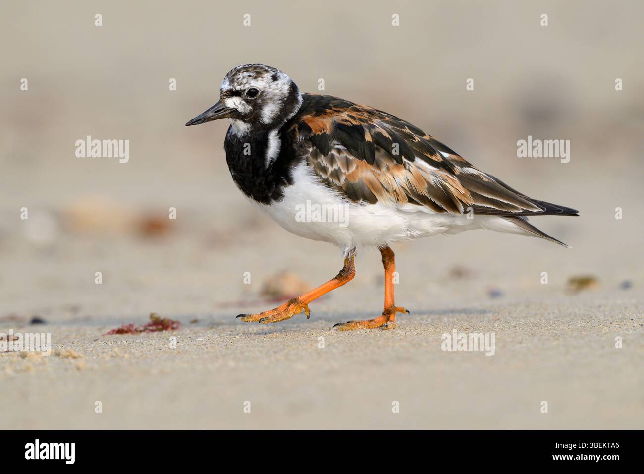 Turnstone, Ruddy Turnstone, Arenaria interpres, adulti, uccelli plumage estivi che camminano lungo una spiaggia sabbiosa Norfolk August Foto Stock