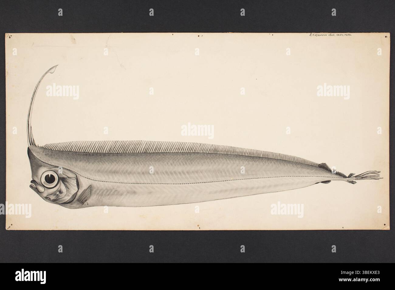 Questo disegno di L. T. Griffin raffigura la specie *Lophotus guntheri*, usando inchiostro indiano e lavare. Fa parte della Collezione dipinti e disegni del Museo Auckland e misura 448 x 230 mm. L'opera mostra lo stile botanico dell'artista. Foto Stock