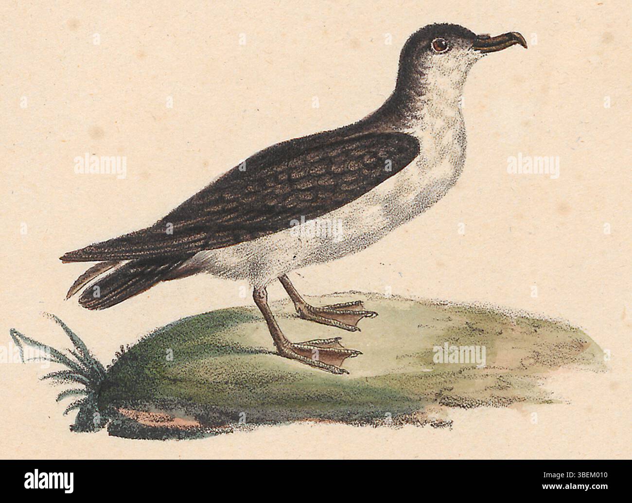 Puffinus baroli è una specie di uccelli marini illustrata da Jacques Christophe Werner tra il 1842 e il 1848. La rappresentazione si concentra sulle caratteristiche fisiche dell’uccello e sull’habitat tipico degli ambienti marini. Foto Stock