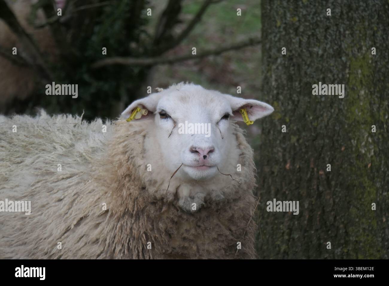 Primo piano di un pecora bianca - Un animale di fattoria delicato Foto Stock