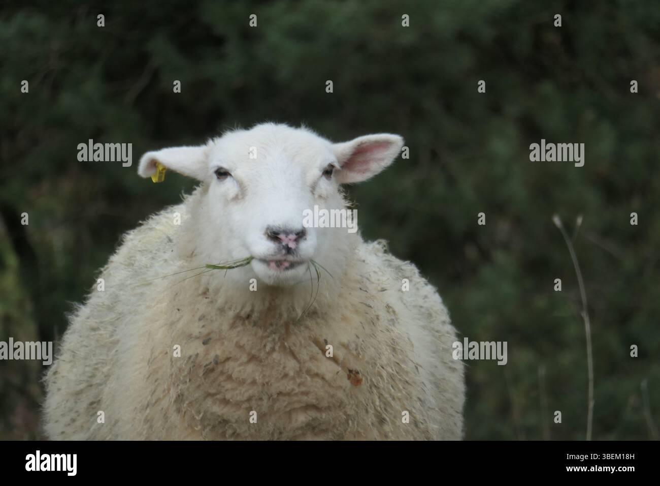 Primo piano di un pecora bianca - Un animale di fattoria delicato Foto Stock