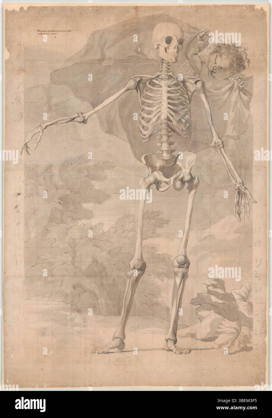 Questo disegno anatomico di Jan Wandelaar raffigura la vista frontale dello scheletro umano, parte di una più ampia collezione di studi anatomici. Il disegno è stato creato nel XVIII secolo e offre una vista dettagliata della struttura scheletrica. Foto Stock