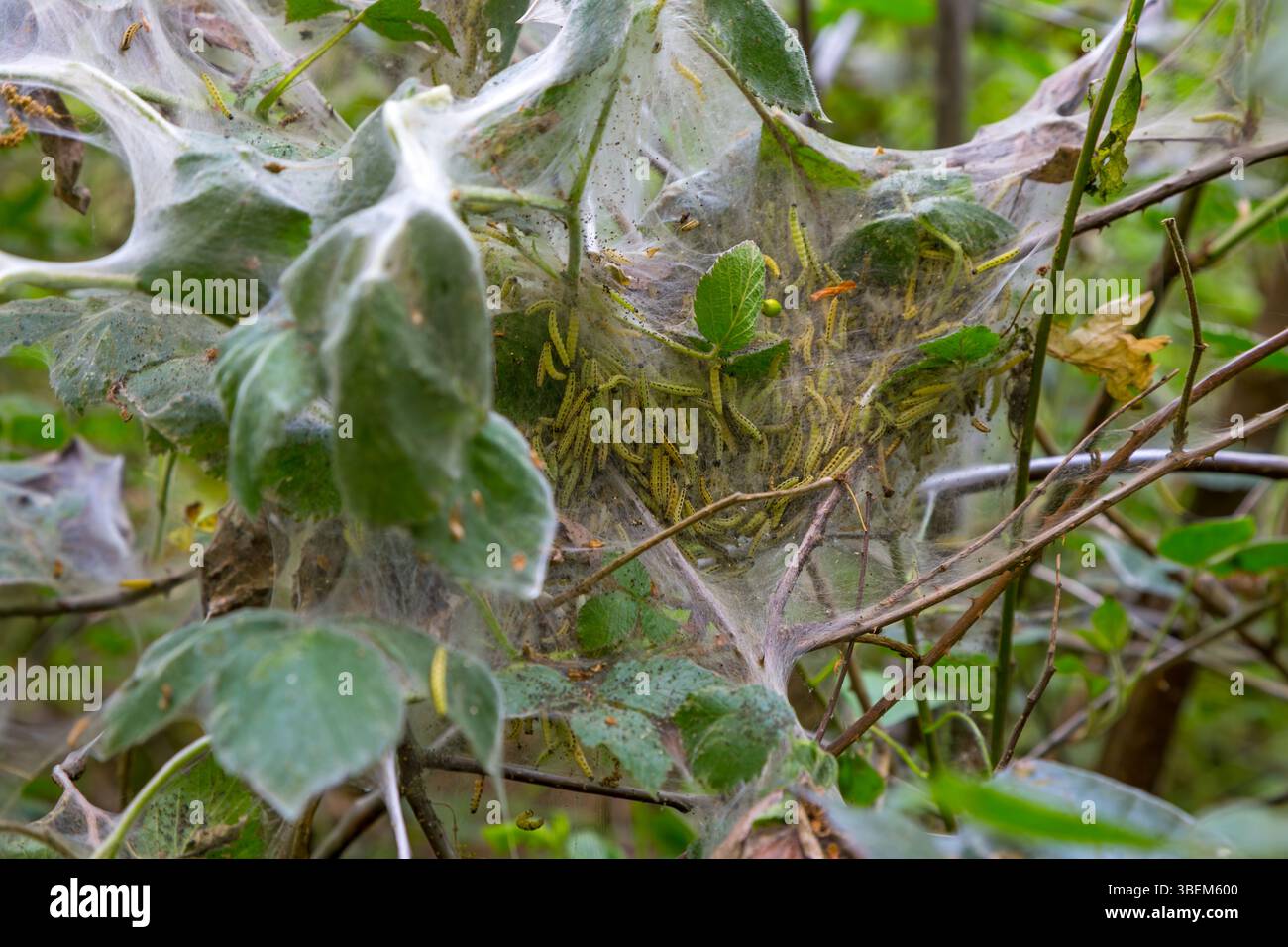 Larve di falene ermellate di ciliegio-uccello (Yponomeuta evonymella) in rete larvale comune nel cespuglio di mora ricoperte di seta caterpillar in primavera Foto Stock