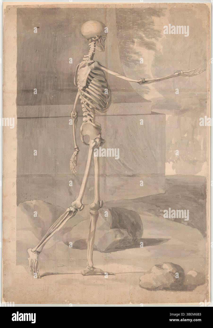 Questa visione laterale dello scheletro umano di Jan Wandelaar fornisce una rappresentazione accurata della struttura scheletrica umana. Creato nel XVIII secolo, il disegno serve come riferimento per gli studi anatomici ed evidenzia le ossa e le articolazioni del corpo, con dettagli precisi nella rappresentazione dell'anatomia umana. Foto Stock
