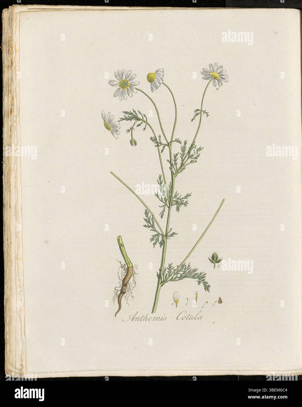 Anthemis cotula, comunemente noto come Stinkende Kamille in olandese, è raffigurato nella placca 0284 del volume 4 di Flora Batava. L'illustrazione botanica rappresenta questa specie, caratterizzata dal suo forte odore, che è alla base del suo nome comune. Fa parte della famiglia delle Asteraceae, ampiamente distribuita in tutta Europa. Foto Stock