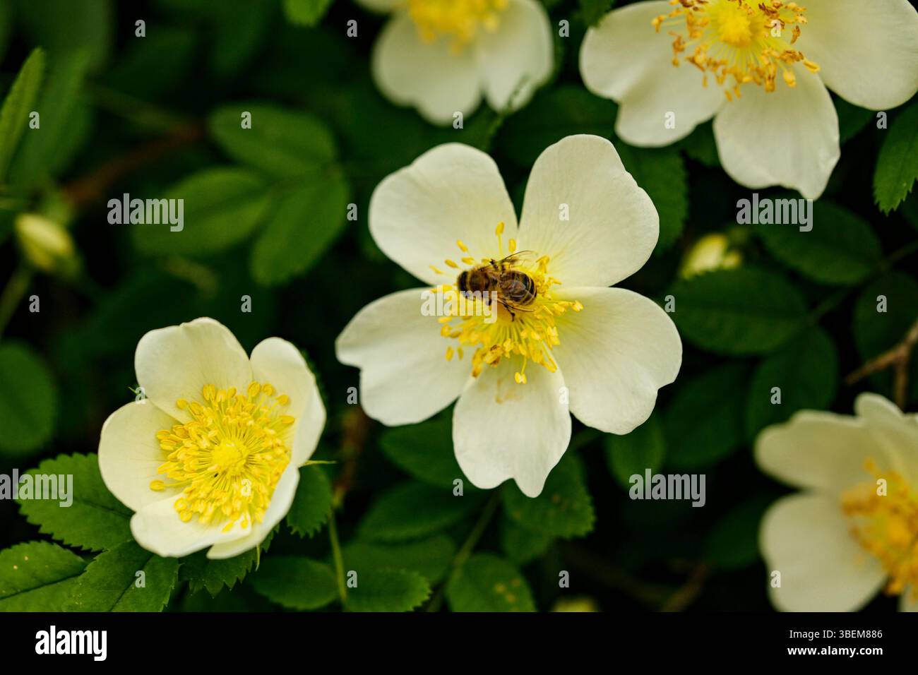 Fiori di rosa gialli nel giardino primaverile in una calda giornata di sole. Foto Stock