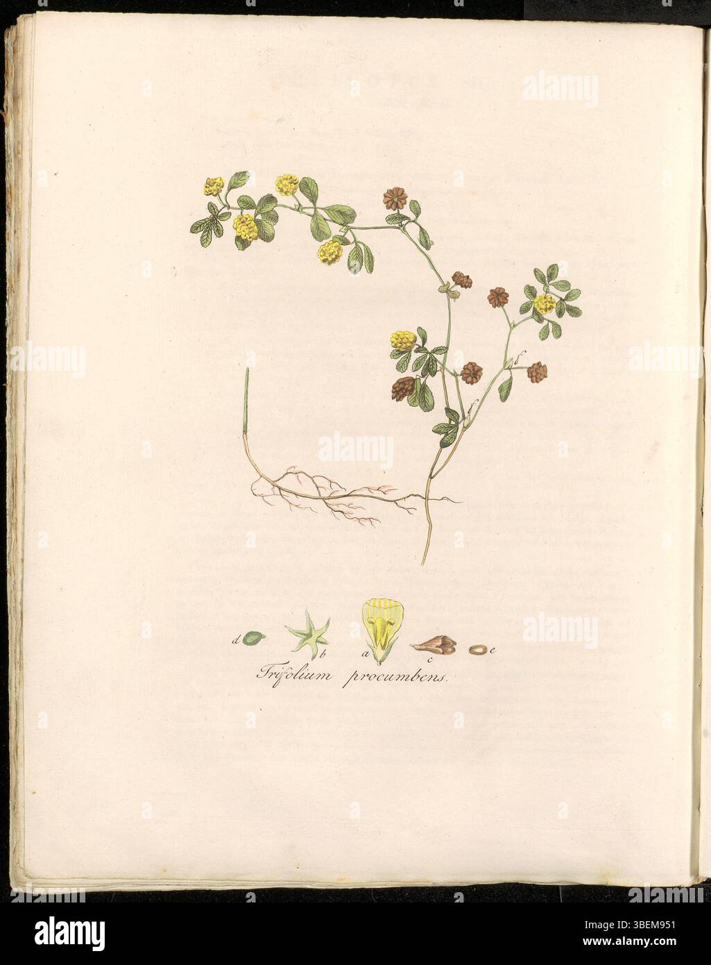 Il piatto 0320 a Flora Batava (KB) mostra il Trifolium procumbens, conosciuto come Trifolium campestre, una specie di trifoglio. La pianta è illustrata in dettaglio, catturando la sua disposizione floreale unica e l'abitudine a crescita ridotta. Il Trifolium campestre è una specie importante per la copertura del suolo e la fissazione dell'azoto. Foto Stock