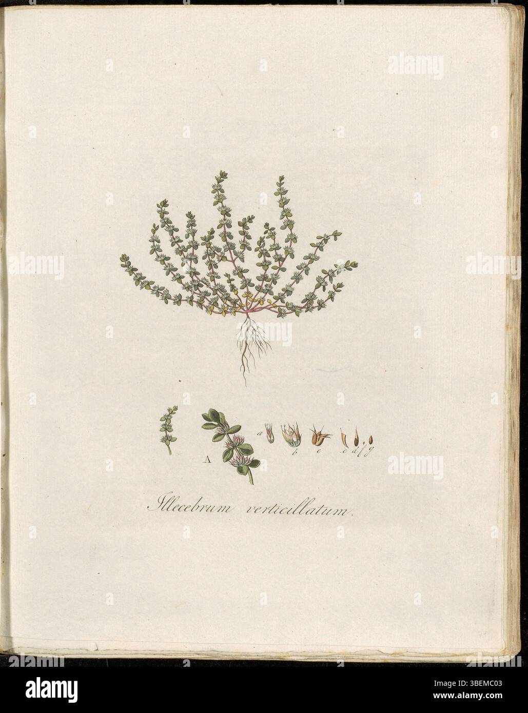 La piastra 0196 di *Flora Batava* (volume 3) presenta *Illecebrum verticillatum*, noto come Gekranste Hard-Kelk in olandese. Questa pianta della famiglia delle Illecebraceae si trova in terreni secchi e sabbiosi in tutta Europa. La stampa botanica di Georgius Jacobus Johannes van OS illustra la morfologia unica della pianta. Foto Stock