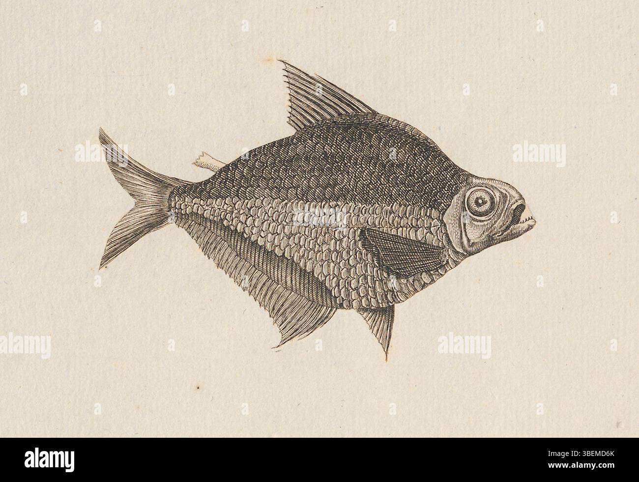 Questa stampa, datata tra il 1700 e il 1880, mostra *Tetragonopterus chalceus*, una specie di pesci, come parte della collezione *Iconographia Zoologica*. Rappresenta un'illustrazione scientifica in zoologia durante il periodo. Foto Stock