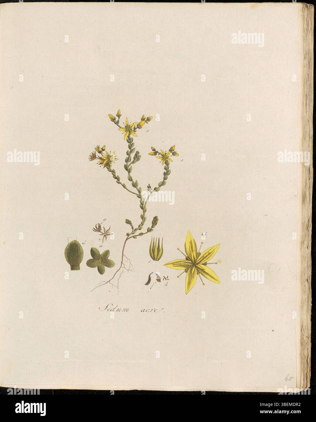 L'acro di Sedum, noto come Scherpe Huislook in olandese e Muurpeper in termini moderni, è una pianta succulenta a bassa crescita. È raffigurato nella tavola 0065 di *Flora Batava*, che mostra il suo significato botanico. Foto Stock