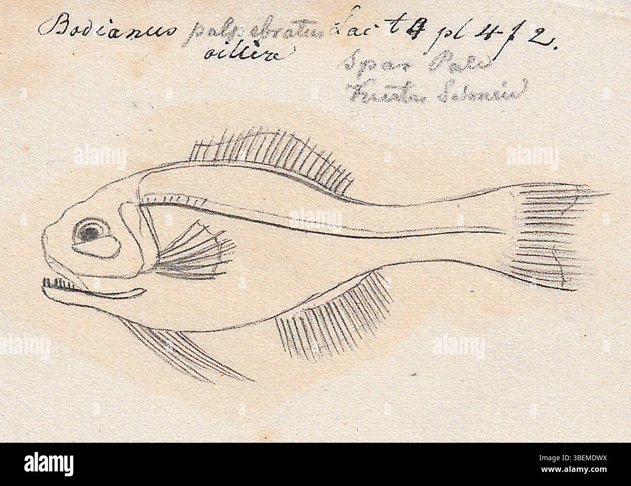 Questa immagine presenta una raffigurazione di *Bodianus palpebratus*, una specie di wrasse, e *Photoblepharon palpebratum*, entrambi mostrati nella *Iconographia Zoologica*. Queste specie fanno parte della collezione di pesci marini dell'Università di Amsterdam, catturate in un'illustrazione dettagliata. Foto Stock