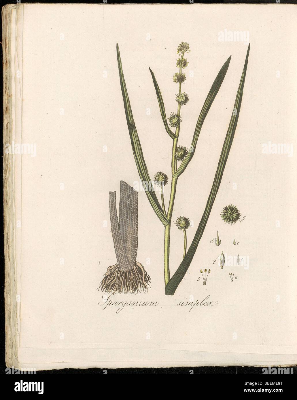 Lo Sparganium simplex, noto anche come Sparganium emersum nella classificazione moderna, è una pianta originaria degli ambienti umidi, raffigurato nella placca 0255 di Flora Batava, volume 4. Ha foglie lunghe e lineari e si trova in corpi d'acqua poco profondi. Foto Stock