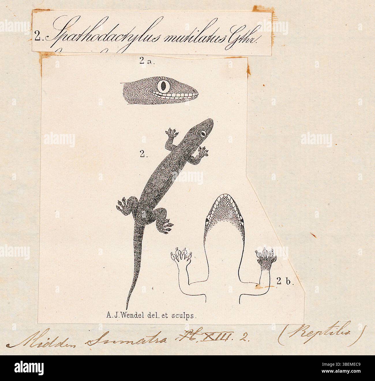Stampa di *Spathodactylus mutilatus*, una specie raffigurata in *Iconographia Zoologica* tra il 1700 e il 1880. Questa illustrazione zoologica mostra gli studi anatomici dettagliati delle specie durante il periodo. Foto Stock