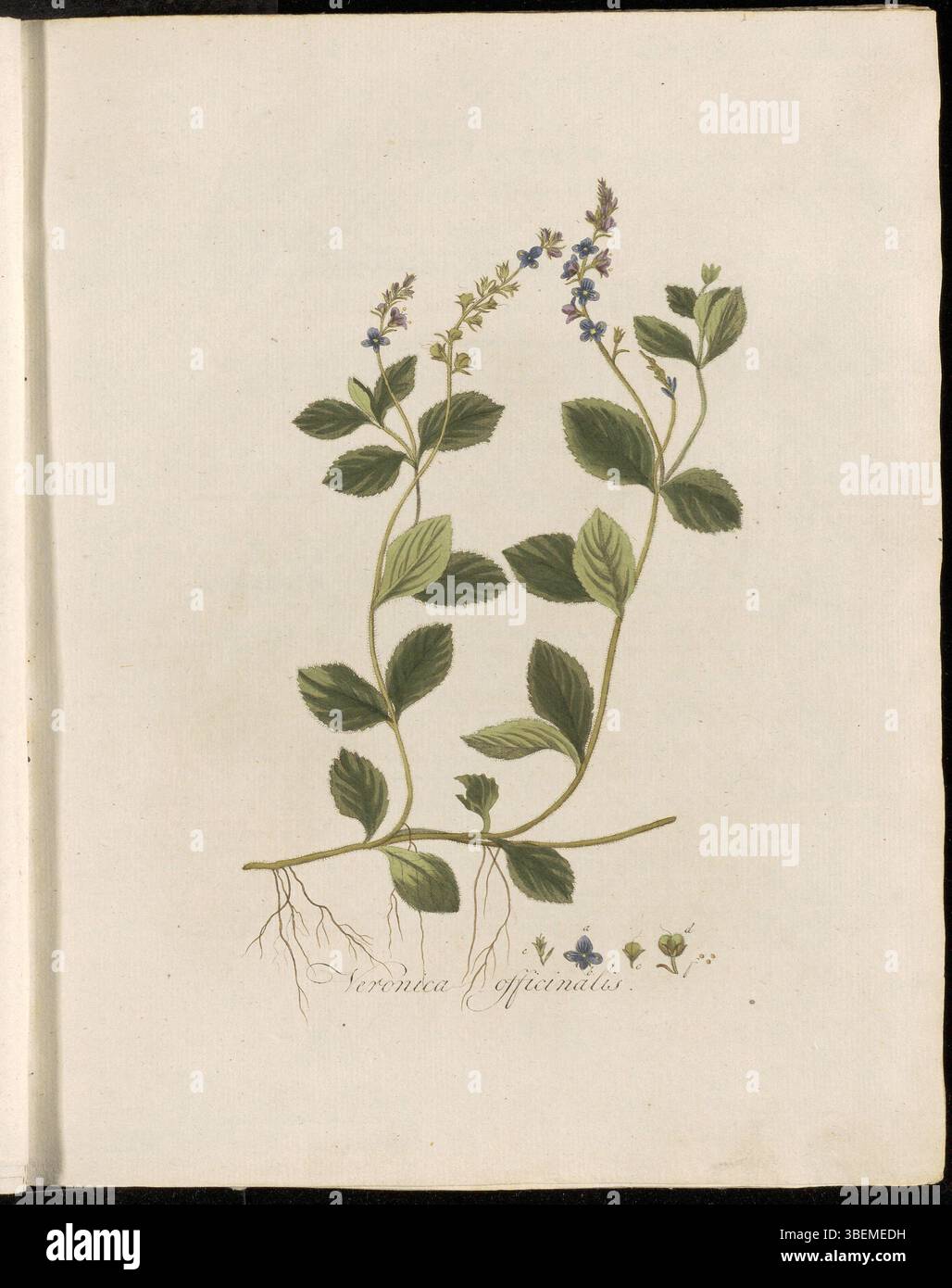 La Veronica officinalis, raffigurata nella placca 0081 di Flora Batava, è una pianta medicinale nota per le sue proprietà curative. Questa stampa botanica di Georgius Jacobus Johannes van OS evidenzia l'importanza della pianta nella medicina popolare. Foto Stock